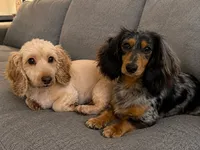 Tillie , a female Dachshund and Miniature Dachshund for sale in Lexington, KY – 9 of 9