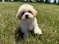 Winnie , a female Maltipoo for sale in Lexington, KY – 1 of 7