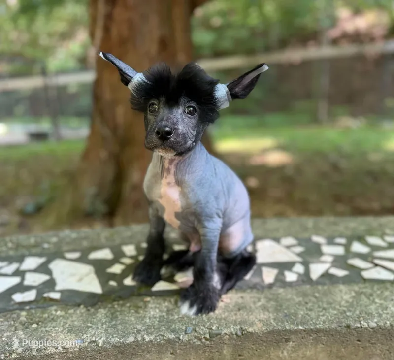 Dumbo, Ch sired  – Chinese Crested puppy for sale in Lexington, KY
