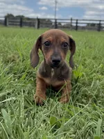 Scout, a male Dachshund and Miniature Dachshund for sale in Lexington, KY – 3 of 4