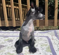 Dumbo, Ch sired , a male Chinese Crested for sale in Lexington, KY – 5 of 10