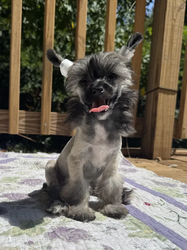 Daphne – Chinese Crested puppy for sale in Lexington, KY