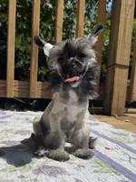 Daphne, a female Chinese Crested for sale in Lexington, KY – 1 of 10