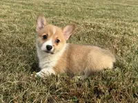 Irene , a female Pembroke Welsh Corgi for sale in Lexington, KY – 2 of 6