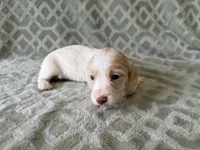 Maverick, a male Dachshund and Miniature Dachshund for sale in Lexington, KY – 5 of 5