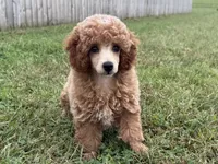 Romeo, a male Poodle - Toy  and Poodle - Miniature  for sale in Lexington, KY – 2 of 5