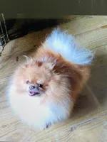 Toby, a male Pomeranian for sale in Lexington, KY – 8 of 10