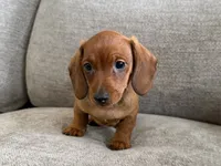 Slinky , a male Dachshund and Miniature Dachshund for sale in Lexington, KY – 3 of 6