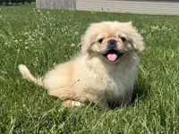 Walter, a male Pekingese for sale in Lexington, KY – 3 of 6