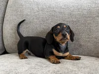 Walker , a male Dachshund and Miniature Dachshund for sale in Lexington, KY – 5 of 6