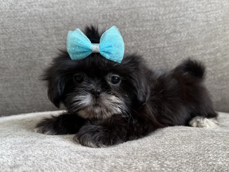 Betty  – Shih Tzu puppy for sale in Lexington, KY