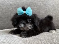 Betty , a female Shih Tzu for sale in Lexington, KY – 1 of 6