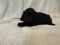 Paco , a male Poodle - Miniature  for sale in Lexington, KY – Photo 4 of 5