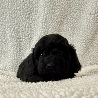 Paco , a male Poodle - Miniature  for sale in Lexington, KY – Photo 2 of 5