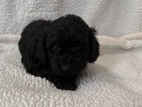 Paco , a male Poodle - Miniature  for sale in Lexington, KY – Photo 3 of 5