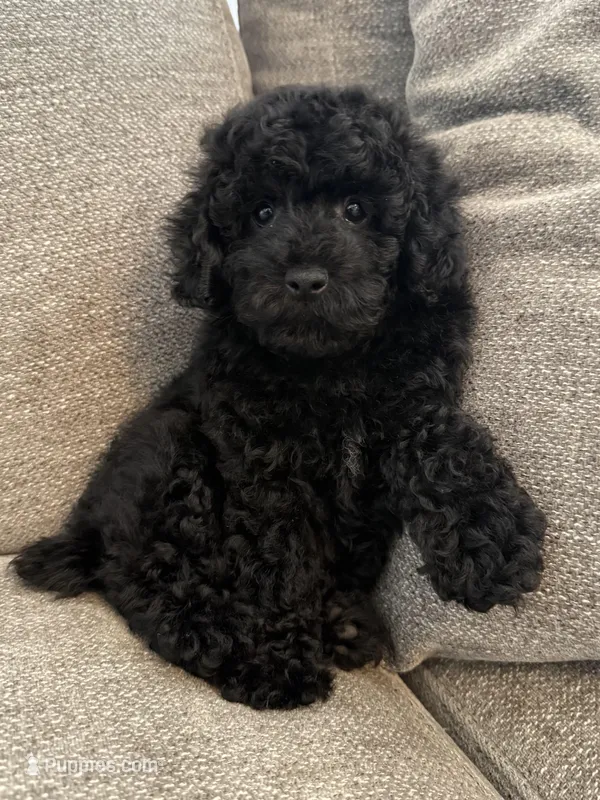 Paco  – Poodle - Miniature  puppy for sale in Lexington, KY