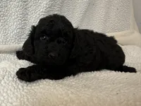 Paco , a male Poodle - Miniature  for sale in Lexington, KY – Photo 1 of 5
