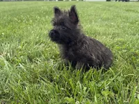 Fiona , a female Cairn Terrier for sale in Lexington, KY – 3 of 8