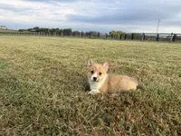 Irene , a female Pembroke Welsh Corgi for sale in Lexington, KY – 6 of 6