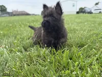 Fiona , a female Cairn Terrier for sale in Lexington, KY – 2 of 8