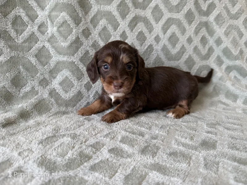 Molly  – Dachshund, Miniature Dachshund puppy for sale in Lexington, KY