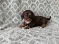 Molly , a female Dachshund and Miniature Dachshund for sale in Lexington, KY – 1 of 5