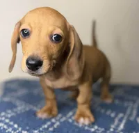 Dexter, a male Dachshund and Miniature Dachshund for sale in Lexington, KY – Photo 1 of 4