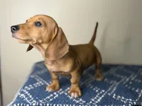 Dexter, a male Dachshund and Miniature Dachshund for sale in Lexington, KY – Photo 2 of 4