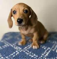 Dexter, a male Dachshund and Miniature Dachshund for sale in Lexington, KY – Photo 4 of 4