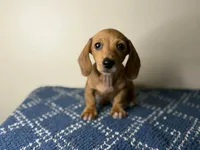 Dexter, a male Dachshund and Miniature Dachshund for sale in Lexington, KY – Photo 3 of 4