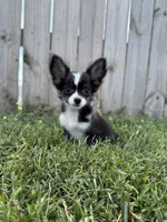 Sohie, a female Chihuahua for sale in Lexington, KY – 1 of 6