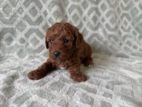 Petrie, a male Poodle - Miniature  for sale in Lexington, KY – 3 of 5