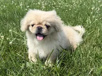 Walter, a male Pekingese for sale in Lexington, KY – 5 of 6