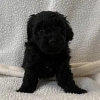 Diva , a female Poodle - Miniature  for sale in Lexington, KY – Photo 2 of 5