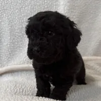 Diva , a female Poodle - Miniature  for sale in Lexington, KY – Photo 4 of 5