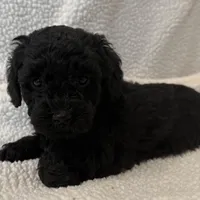 Diva , a female Poodle - Miniature  for sale in Lexington, KY – Photo 1 of 5