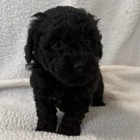Diva , a female Poodle - Miniature  for sale in Lexington, KY – Photo 3 of 5