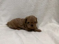 Jonny, a male Cavapoo for sale in Lexington, KY – Photo 4 of 4