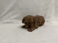 Jonny, a male Cavapoo for sale in Lexington, KY – Photo 3 of 4