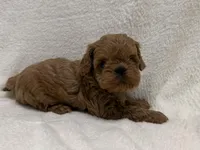 Jonny, a male Cavapoo for sale in Lexington, KY – Photo 1 of 4