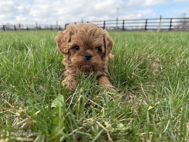 Jonny – Cavapoo puppy for sale in Lexington, KY