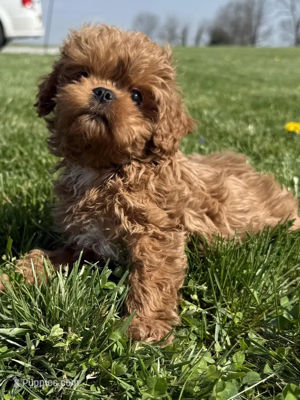 Jonny – Cavapoo puppy on hold in Lexington, KY