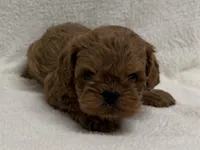 Jonny, a male Cavapoo for sale in Lexington, KY – Photo 2 of 4