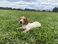 Parker , a male Dachshund and Miniature Dachshund for sale in Lexington, KY – 2 of 4