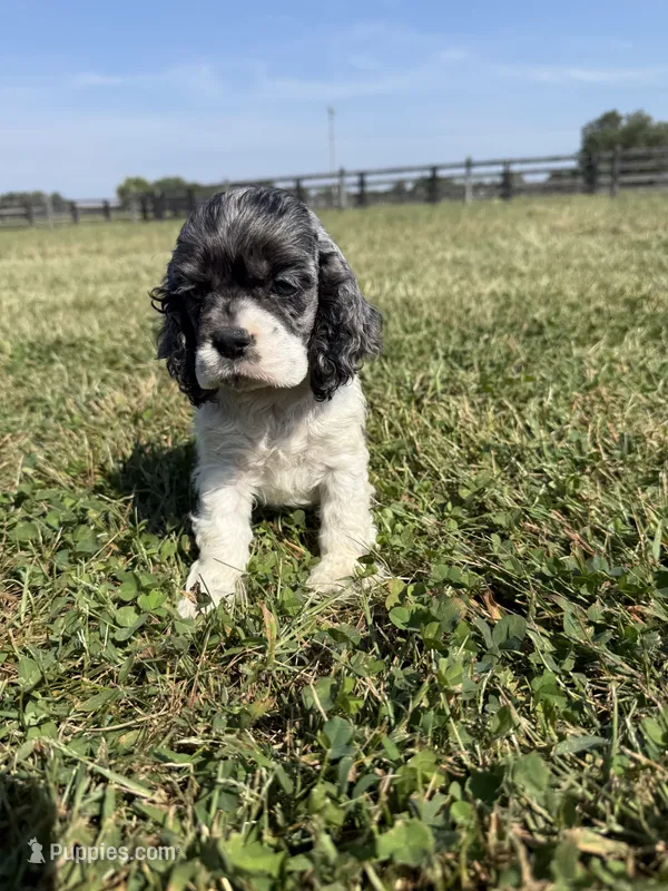 Pickles  – Cocker Spaniel puppy for sale in Lexington, KY