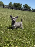 Dunkin, a male Chihuahua and Toy Fox Terrier for sale in Lexington, KY – 7 of 10