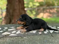 Barrel, a male Dachshund and Miniature Dachshund for sale in Lexington, KY – 2 of 4