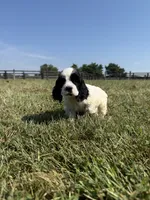 Jack, a male Cocker Spaniel for sale in Lexington, KY – 2 of 6