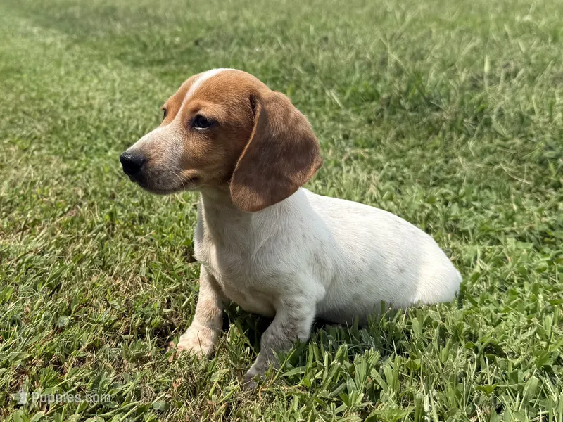 Parker  – Dachshund, Miniature Dachshund puppy for sale in Lexington, KY