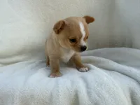 Charlie , a male Chihuahua for sale in Lexington, KY – 2 of 8